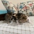 5 YAVRU TEKİR KEDİ fotoğraf