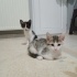 Dört silahşörler fotoğraf