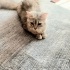 Ücretsiz sahiplenme pofidik tuğlu anne ve bebeler acil yuva fotoğraf