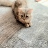 Ücretsiz sahiplenme pofidik tuğlu anne ve bebeler acil yuva fotoğraf