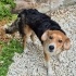🌸 Lola – Hayatınıza Neşe Katacak Minik Dost 🌸 fotoğraf