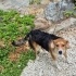 🌸 Lola – Hayatınıza Neşe Katacak Minik Dost 🌸 fotoğraf