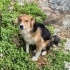 🌸 Lola – Hayatınıza Neşe Katacak Minik Dost 🌸 fotoğraf