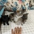 5 minnoş yavru kedi fotoğraf