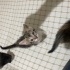 5 minnoş yavru kedi fotoğraf