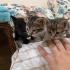 5 minnoş yavru kedi fotoğraf