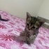 5 minnoş yavru kedi fotoğraf