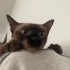 çok tatlı oyuncu biraz yaramaz bi kedi ama söz dinler fotoğraf