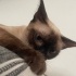 çok tatlı oyuncu biraz yaramaz bi kedi ama söz dinler fotoğraf
