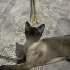 çok tatlı oyuncu biraz yaramaz bi kedi ama söz dinler fotoğraf
