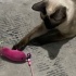 çok tatlı oyuncu biraz yaramaz bi kedi ama söz dinler fotoğraf