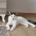 Evde Yalnız Kalıyor fotoğraf