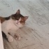 ACİİLL ‼️ÇOOKK SEVECEN NORVEÇ ORMAN KEDİSİ fotoğraf