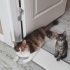 ACİİLL ‼️ÇOOKK SEVECEN NORVEÇ ORMAN KEDİSİ fotoğraf
