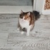 ACİİLL ‼️ÇOOKK SEVECEN NORVEÇ ORMAN KEDİSİ fotoğraf
