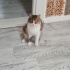 ACİİLL ‼️ÇOOKK SEVECEN NORVEÇ ORMAN KEDİSİ fotoğraf