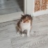 ACİİLL ‼️ÇOOKK SEVECEN NORVEÇ ORMAN KEDİSİ fotoğraf