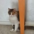 ACİİLL ‼️ÇOOKK SEVECEN NORVEÇ ORMAN KEDİSİ fotoğraf