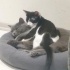 Tatlı oğluma yuva arıyoruz fotoğraf