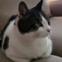 Çok sevimli bir kedi fotoğraf