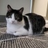 Çok sevimli bir kedi fotoğraf