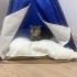 Malatya oyuncu yavru kedi  bengal kaplanı renginde fotoğraf