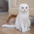 0534 216 08 72 SCOTISH FOLD CİNSİ KISIR 8 AYLIK OĞLUM KARTOPU (tanıtıcı msj ltf fotoğraf