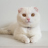 0534 216 08 72 SCOTISH FOLD CİNSİ KISIR 8 AYLIK OĞLUM KARTOPU (tanıtıcı msj ltf fotoğraf