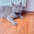 Oğlumuz dumanı sahiplendiriyoruz fotoğraf