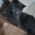 dişi 8-9 aylık civarı dişi scottish fold