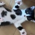 2 aylık çakıl yuva arıyor