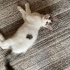 Yumak yeni yuvasını arıyor fotoğraf