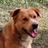 Çoban Köpeğimiz Boran ailesini arıyor fotoğraf