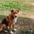 Çoban Köpeğimiz Boran ailesini arıyor fotoğraf