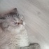 Ponçik oğlana yuva fotoğraf