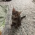 Minik kardeşlere yuva fotoğraf