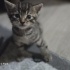 Minik kardeşlere yuva fotoğraf