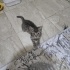 Minik kardeşlere yuva fotoğraf