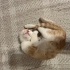 Ev için yaratılmış cici bir kız çocuğu fotoğraf