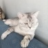 Kral yuva arıyor fotoğraf