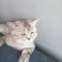 Kral yuva arıyor fotoğraf