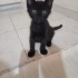 Minik kömür bebiş Jiji'ye ailesini arıyoruz❤️ fotoğraf