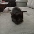 Minik kömür bebiş Jiji'ye ailesini arıyoruz❤️
