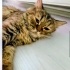Cins kedilere yuva arıyoruz fotoğraf