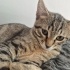 Cuma sokağa gidecekler acil yuva aranıyor fotoğraf