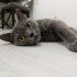 Lila yeni ailesini arıyor fotoğraf