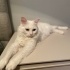 Güzeller güzeli lidya fotoğraf