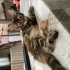 Üç renk çok tatlı bir miniş fotoğraf