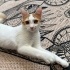 Güzel prenses yuvasını arıyor fotoğraf
