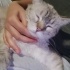 Siyam kedisi çok uysal ve sakin bir kedi fotoğraf
